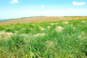 Youth in Kayonza Reap Millions from Fodder Business as RDDP2 Nurtures a New Generation of Agripreneurs