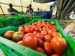 How a Digital Platform Is Changing the Way Muhazi Farmers Sell Their Harvest